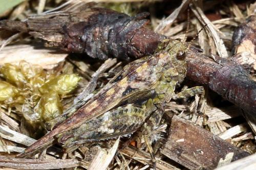 Tetrix sp.